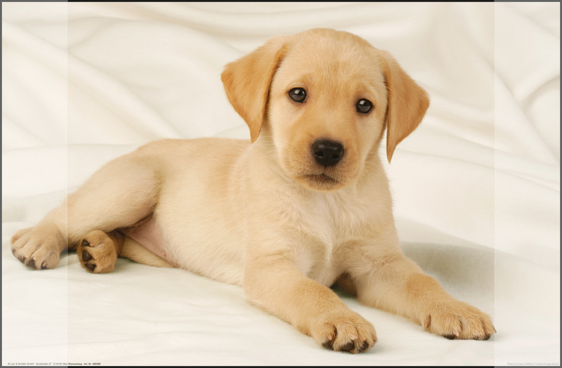 Kangaro K-0014D108 Podložka na písací stôl PP 38x58cm Dizajn Labrador White