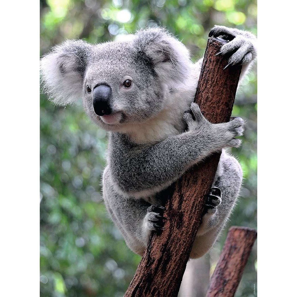 Ravensburger Puzzle Panda a Koala 2x500 dielikov