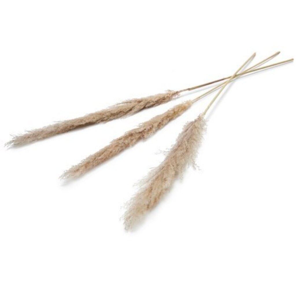 Umelý kvet Pampas 150 cm sada 3 kusov, prírodný