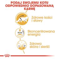 Krmivo pre mačky Royal Canin RC POS musthave Mäso 12 x 85 g